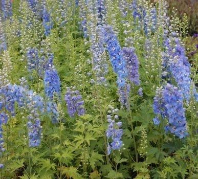 Delphinium 'delphina Light Blue White Bee' - View 26 from www redcrocus com
