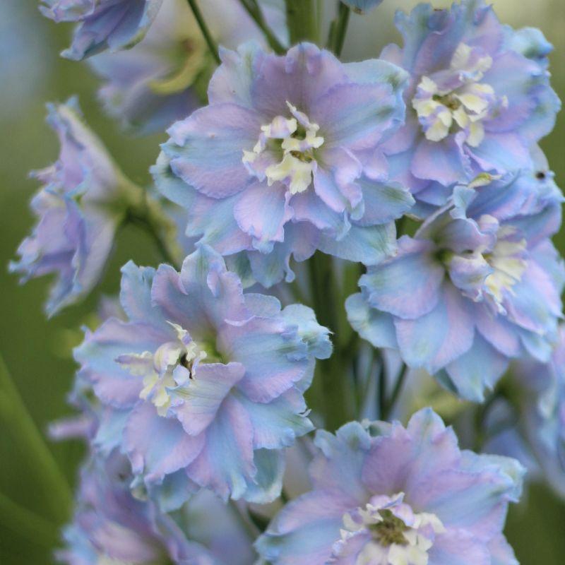 Delphinium 'delphina Light Blue White Bee' - View 27 from www redcrocus com