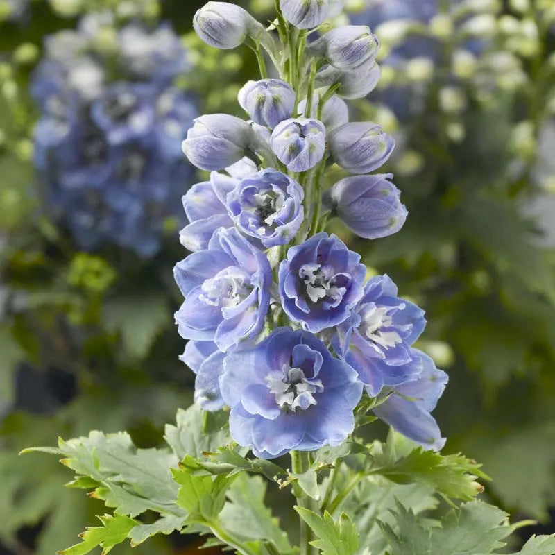 Delphinium 'delphina Light Blue White Bee' - View 2 from www redcrocus com
