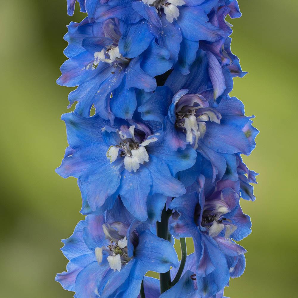 Delphinium 'delphina Light Blue White Bee' - View 2 from www redcrocus com