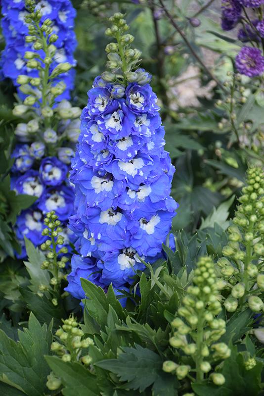 Delphinium 'delphina Light Blue White Bee' - View 3 from www redcrocus com