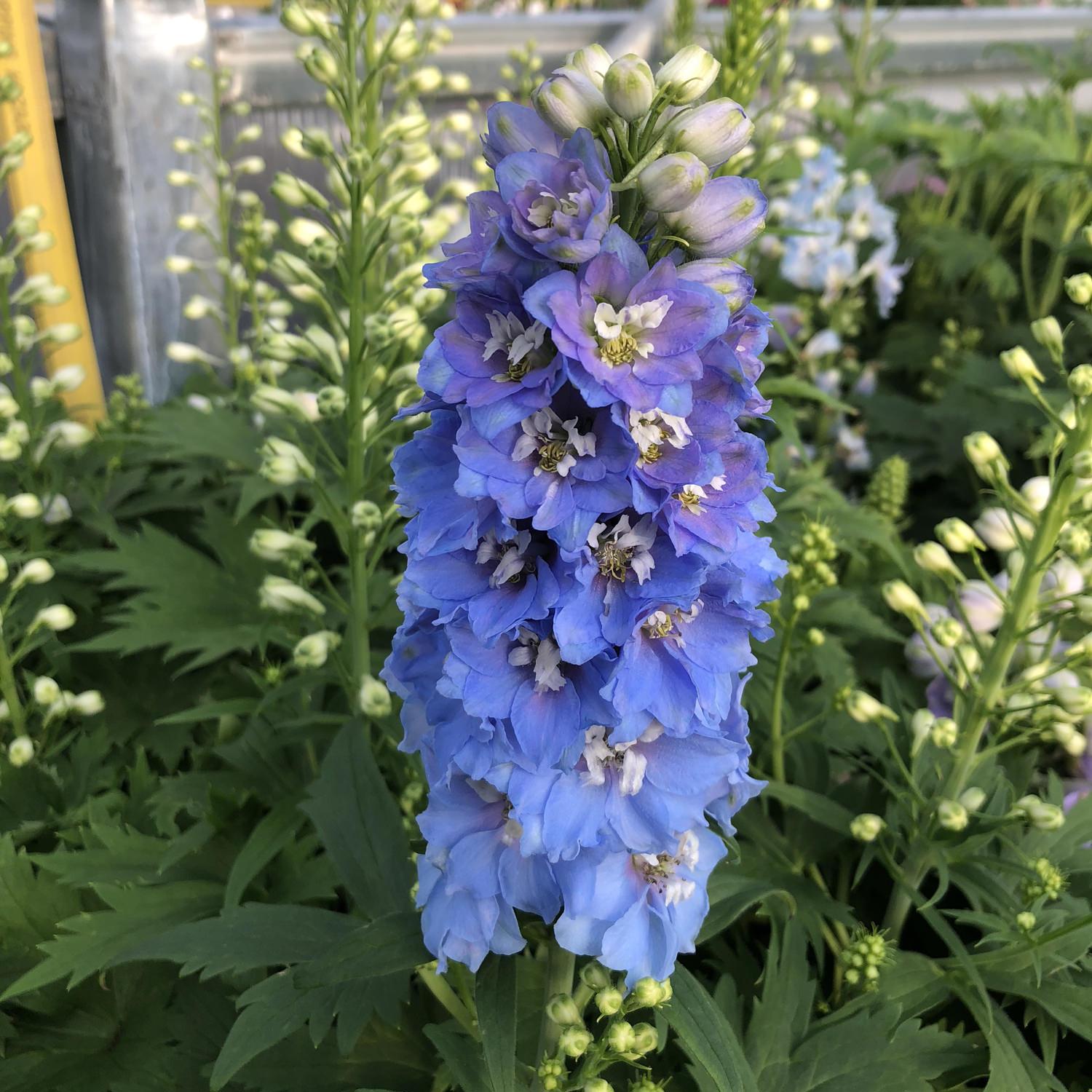 Delphinium 'delphina Light Blue White Bee' - View 4 from www redcrocus com