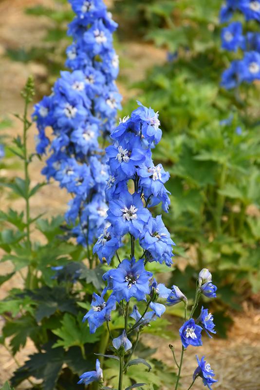 Delphinium 'delphina Light Blue White Bee' - View 5 from www redcrocus com