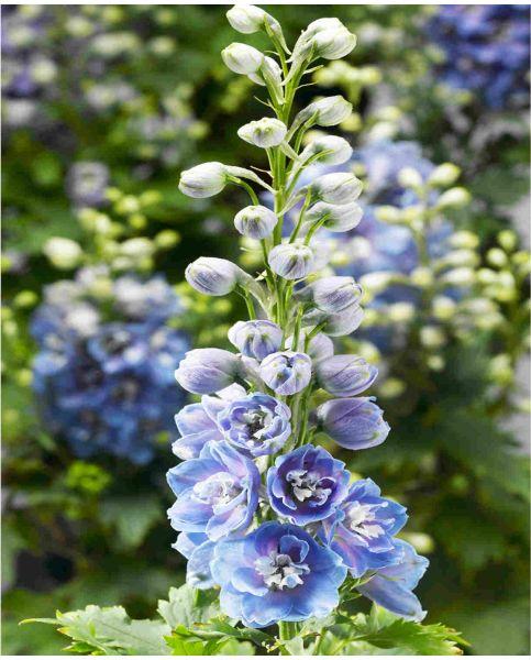 Delphinium 'delphina Light Blue White Bee' - View 8 from www redcrocus com