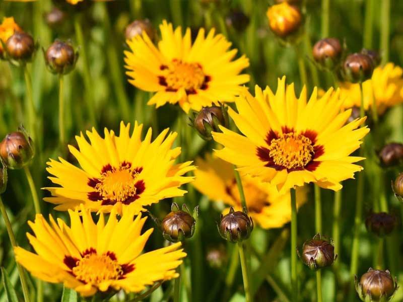Coreopsis Grandiflora Andiamo Yellow Red - View 10 from www redcrocus com