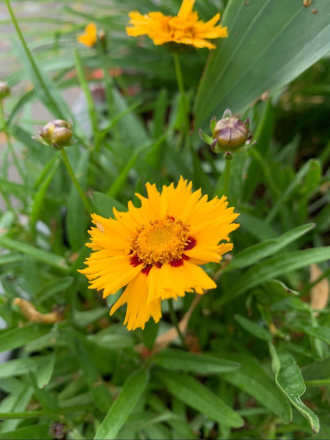 Coreopsis Grandiflora Andiamo Yellow Red - View 11 from www redcrocus com