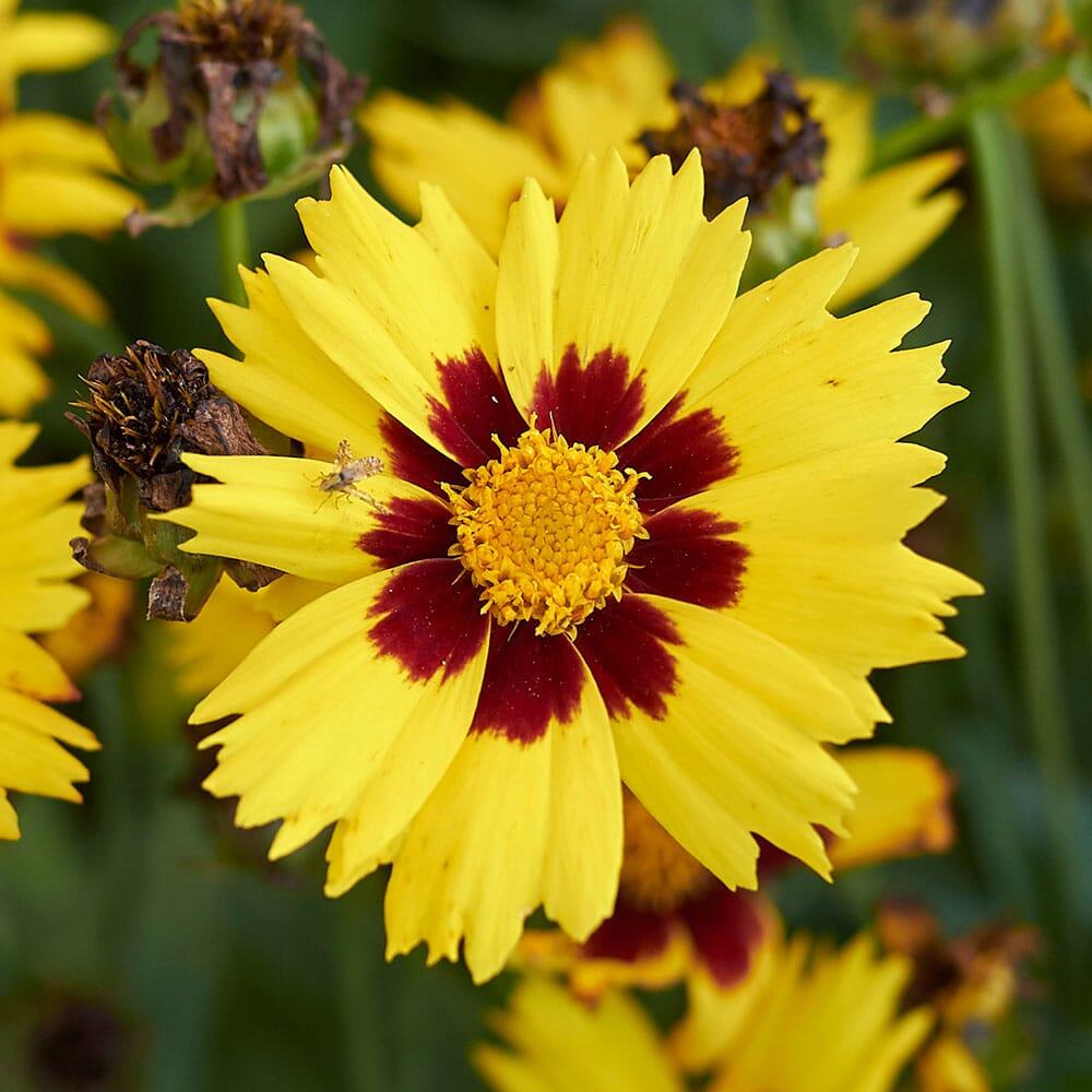 Coreopsis Grandiflora Andiamo Yellow Red - View 12 from www redcrocus com