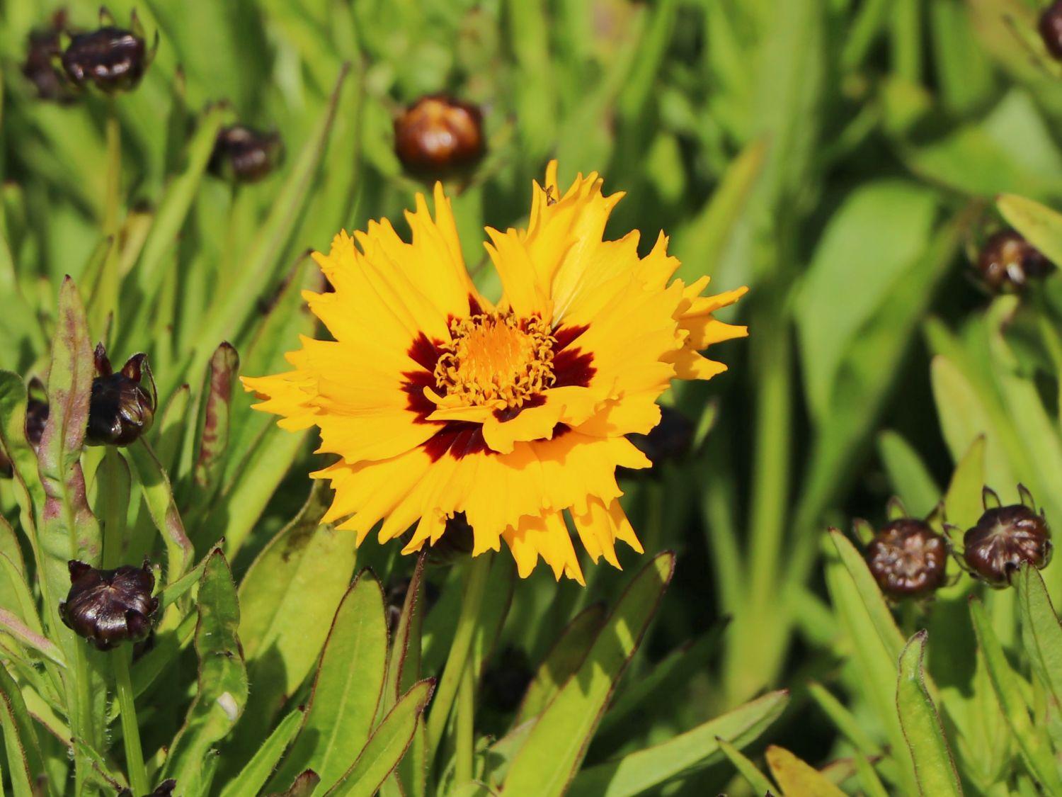 Coreopsis Grandiflora Andiamo Yellow Red - View 13 from www redcrocus com