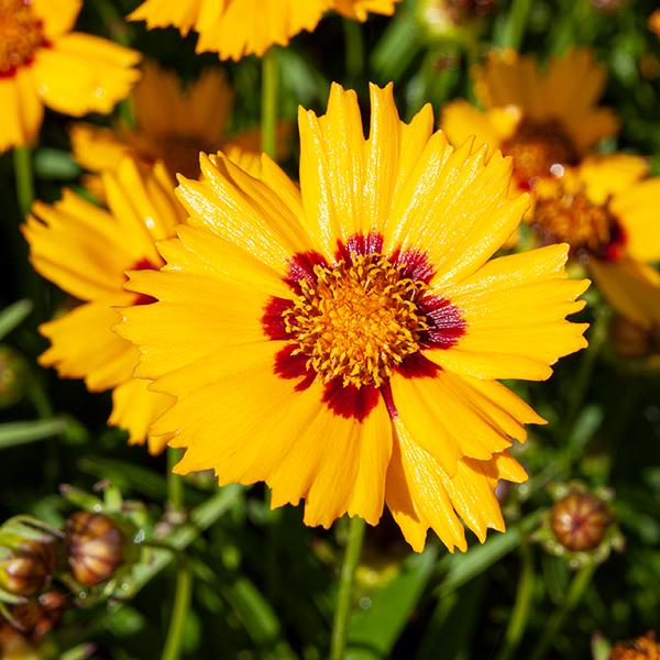 Coreopsis Grandiflora Andiamo Yellow Red - View 14 from www redcrocus com