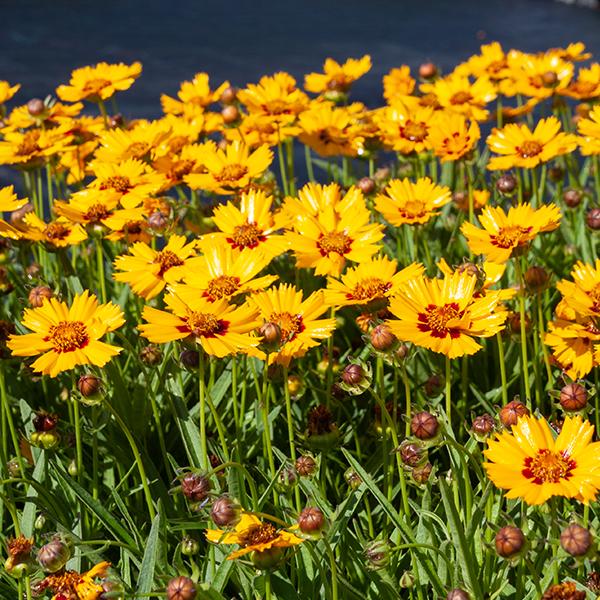 Coreopsis Grandiflora Andiamo Yellow Red - View 15 from www redcrocus com