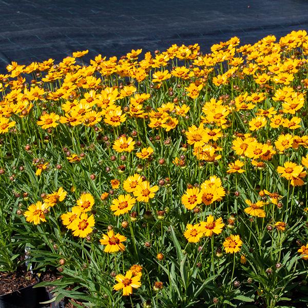 Coreopsis Grandiflora Andiamo Yellow Red - View 16 from www redcrocus com