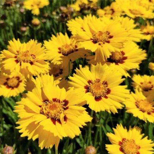 Coreopsis Grandiflora Andiamo Yellow Red - View 17 from www redcrocus com