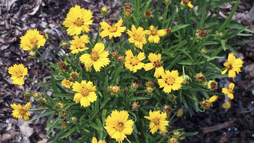 Coreopsis Grandiflora Andiamo Yellow Red - View 18 from www redcrocus com