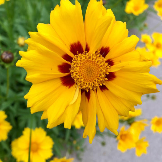 Coreopsis Grandiflora Andiamo Yellow Red - View 1 from www redcrocus com