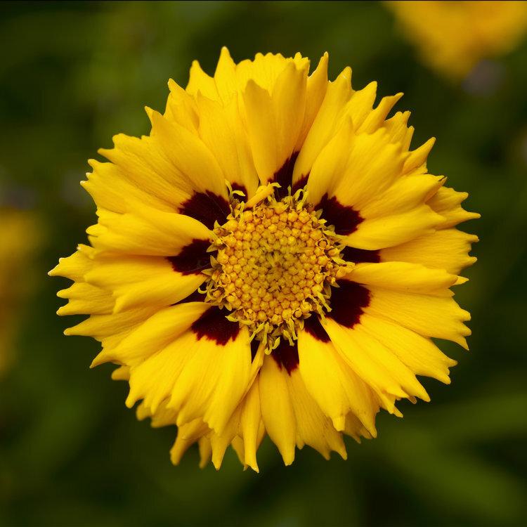 Coreopsis Grandiflora Andiamo Yellow Red - View 2 from www redcrocus com