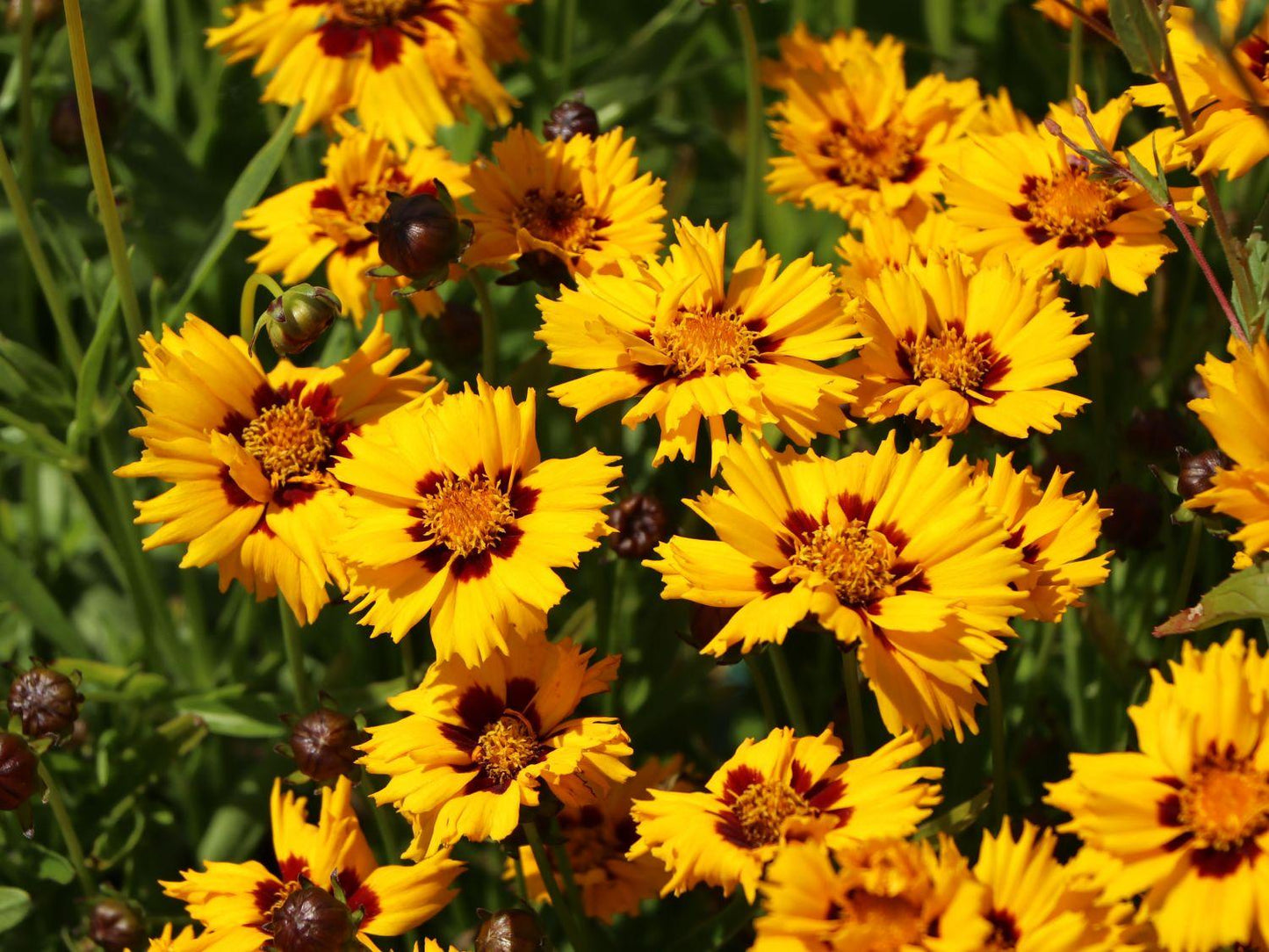 Coreopsis Grandiflora Andiamo Yellow Red - View 3 from www redcrocus com