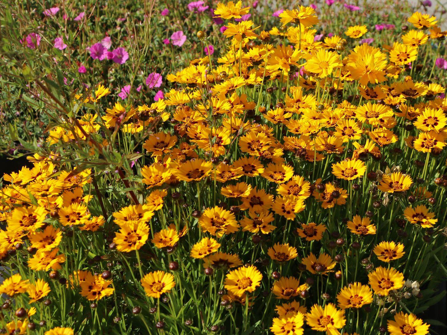 Coreopsis Grandiflora Andiamo Yellow Red - View 4 from www redcrocus com
