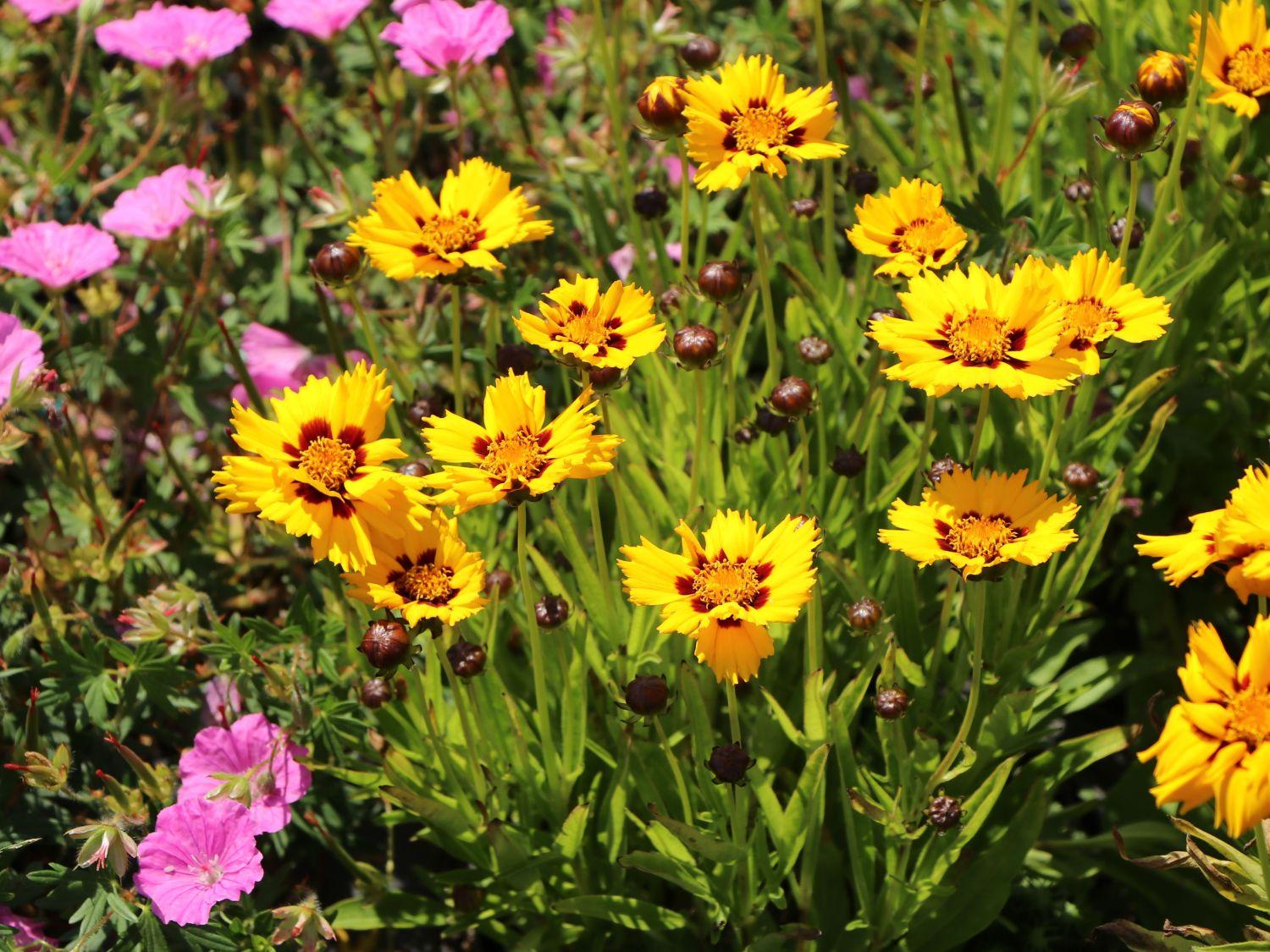 Coreopsis Grandiflora Andiamo Yellow Red - View 5 from www redcrocus com