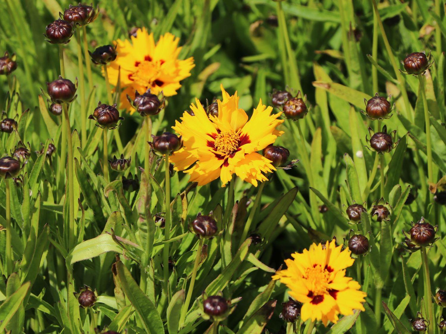 Coreopsis Grandiflora Andiamo Yellow Red - View 7 from www redcrocus com