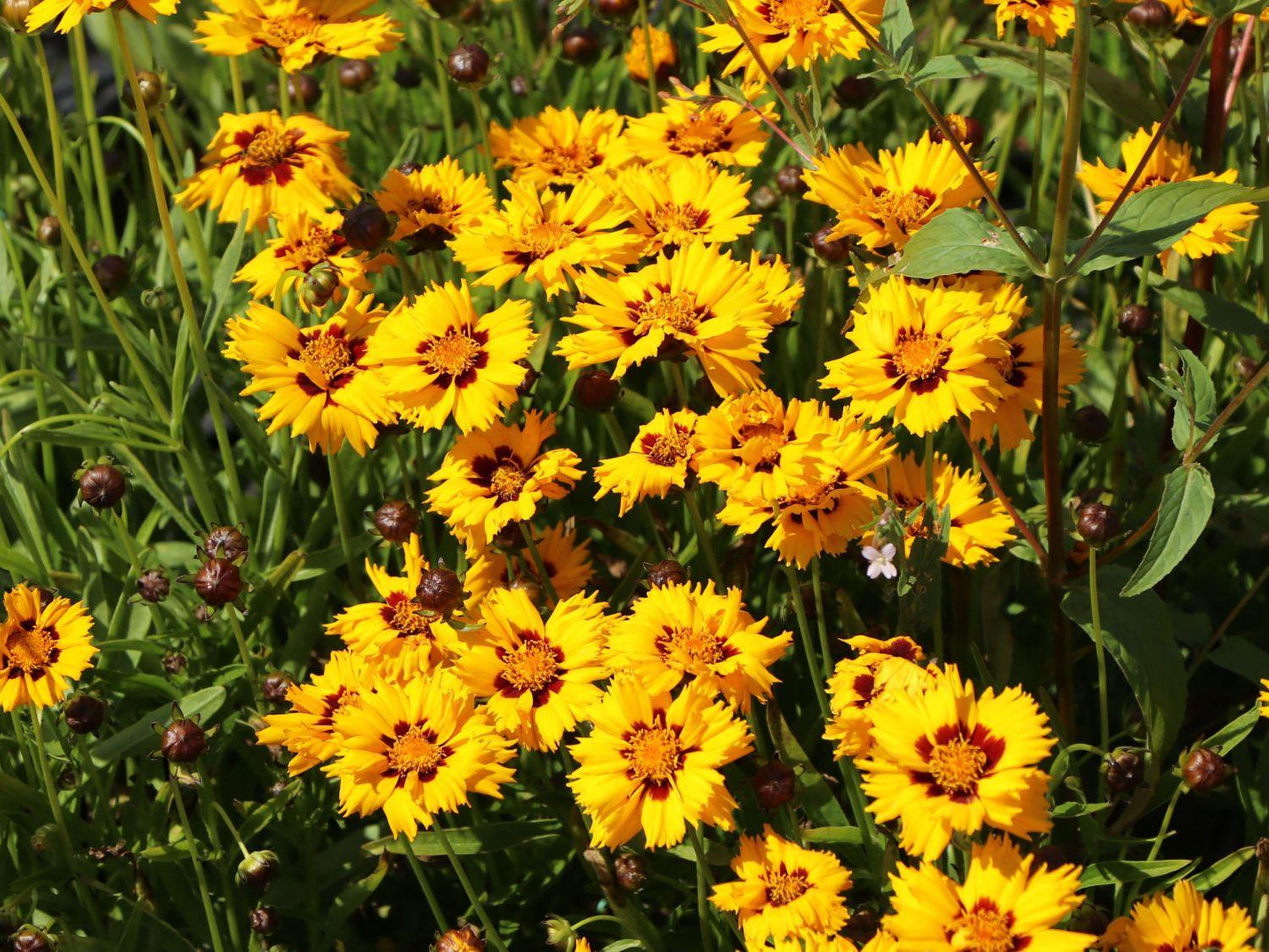Coreopsis Grandiflora Andiamo Yellow Red - View 8 from www redcrocus com