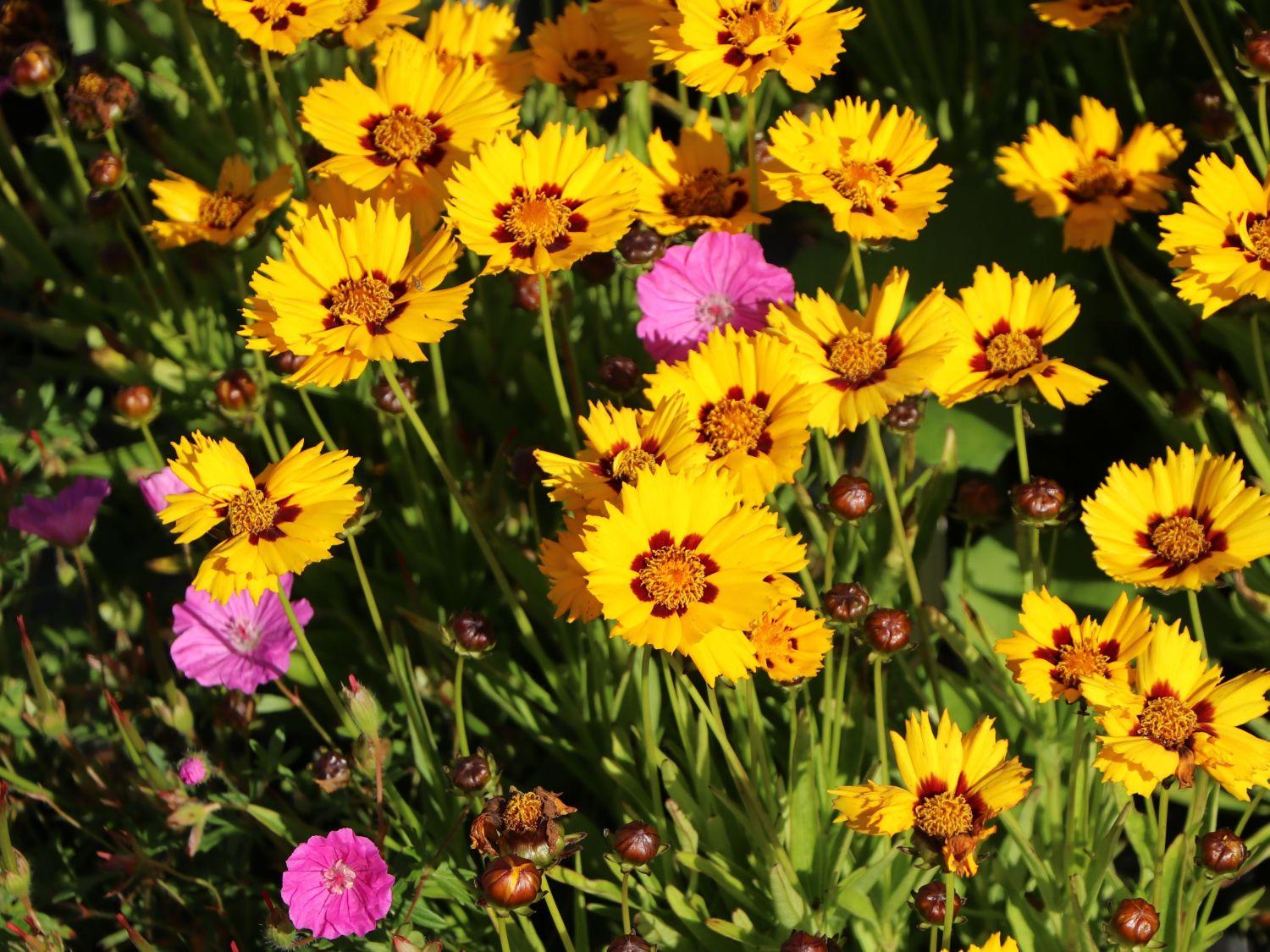 Coreopsis Grandiflora Andiamo Yellow Red - View 9 from www redcrocus com