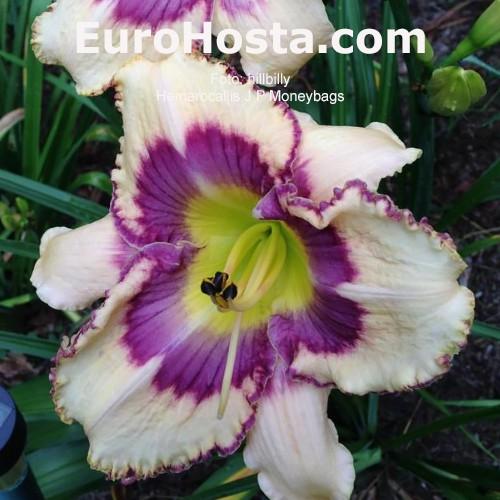 Hemerocallis X 'bloomfinity Aureate' - View 12 from www redcrocus com