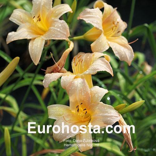 Hemerocallis X 'bloomfinity Aureate' - View 17 from www redcrocus com