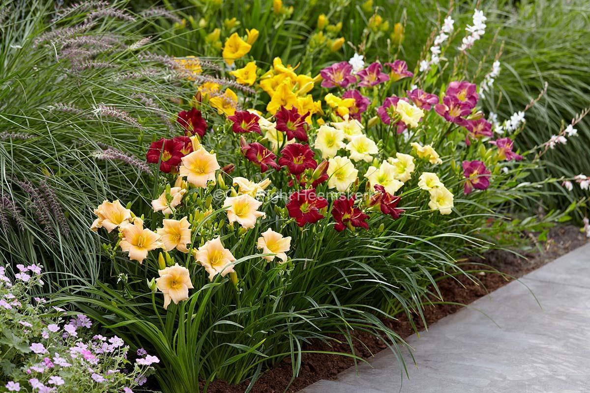 Hemerocallis X 'bloomfinity Aureate' - View 20 from www redcrocus com