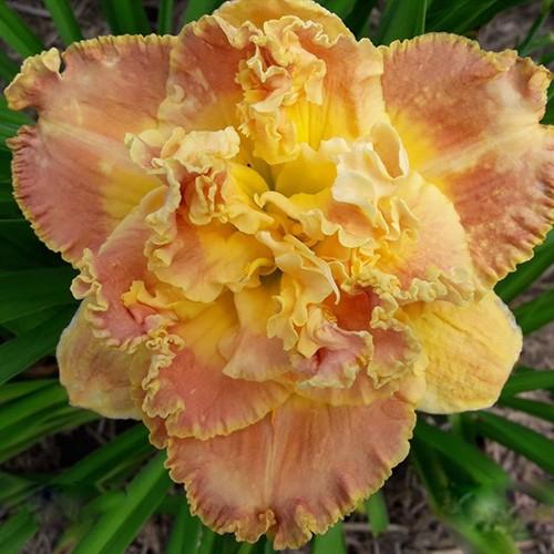 Hemerocallis X 'bloomfinity Aureate' - View 29 from www redcrocus com