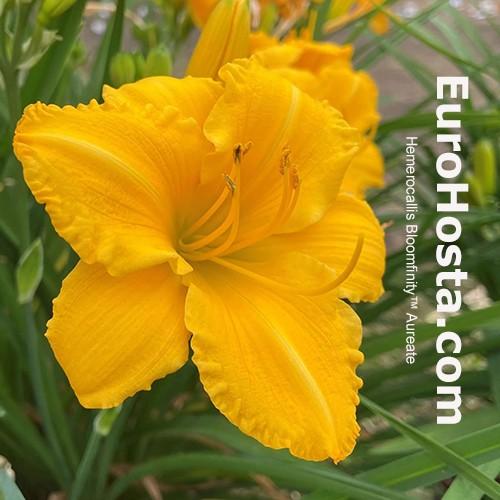 Hemerocallis X 'bloomfinity Aureate' - View 2 from www redcrocus com