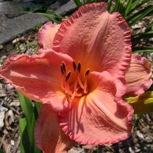 Hemerocallis X 'bloomfinity Aureate' - View 32 from www redcrocus com