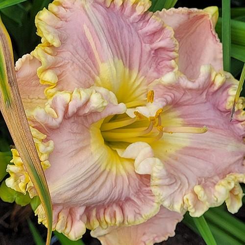 Hemerocallis X 'bloomfinity Aureate' - View 38 from www redcrocus com