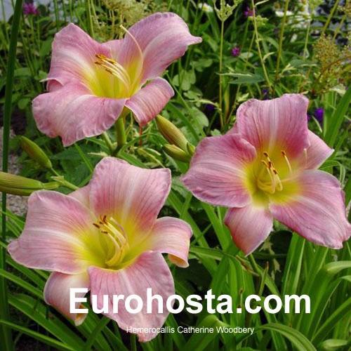 Hemerocallis X 'bloomfinity Aureate' - View 6 from www redcrocus com
