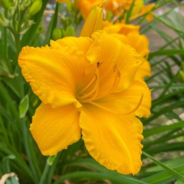 Hemerocallis X 'bloomfinity Aureate' - View 7 from www redcrocus com