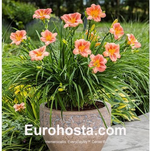 Hemerocallis X 'bloomfinity Aureate' - View 8 from www redcrocus com