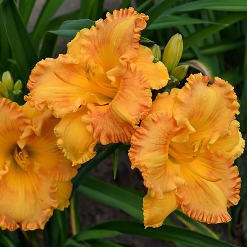 Hemerocallis X 'bloomfinity Aureate' - View 9 from www redcrocus com