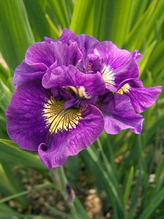 Iris Sibirica 'double Standard' - View 1 from www redcrocus com