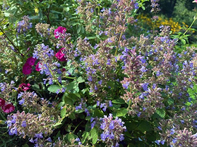 Nepeta X Faassenii 'whispurr Blue' - View 11 from www redcrocus com