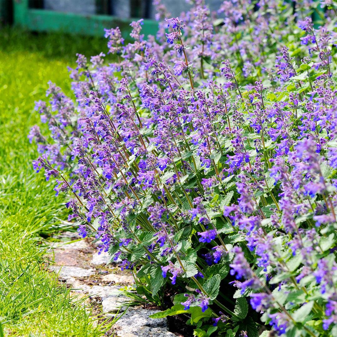 Nepeta X Faassenii 'whispurr Blue' - View 14 from www redcrocus com