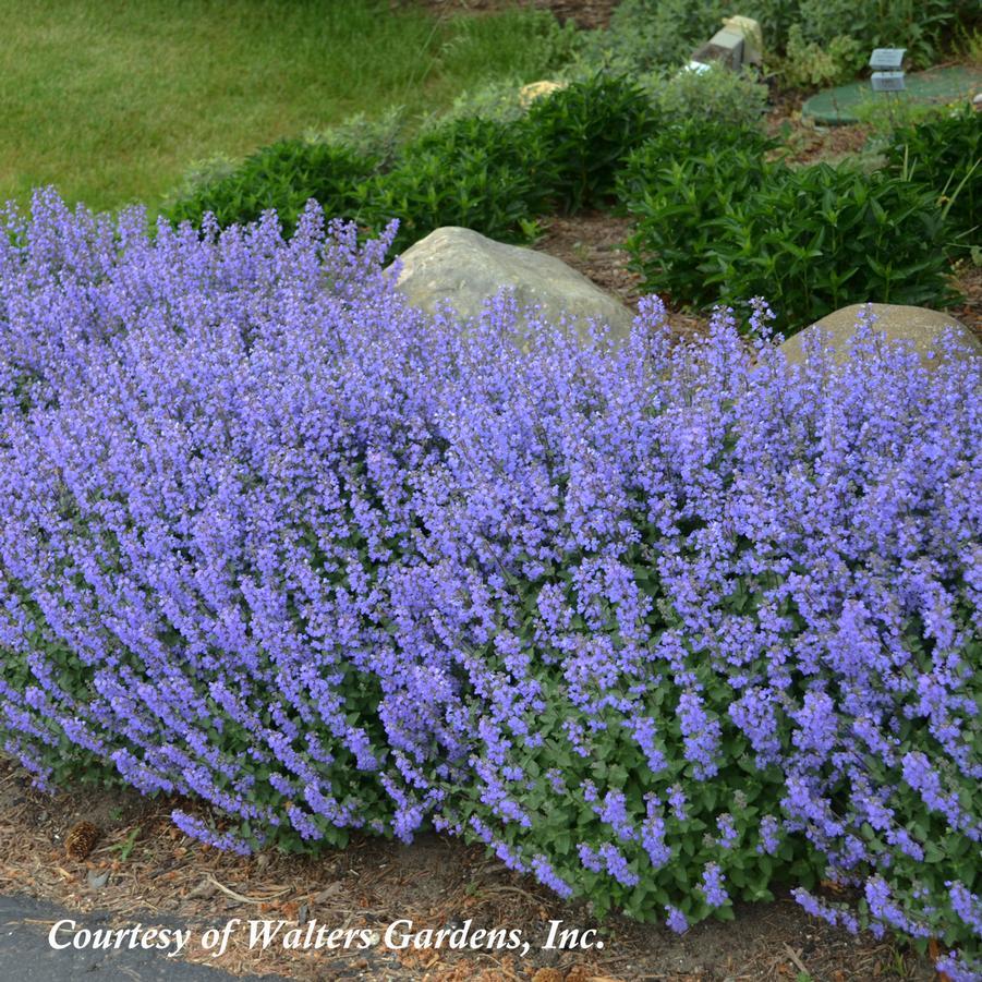 Nepeta X Faassenii 'whispurr Blue' - View 16 from www redcrocus com