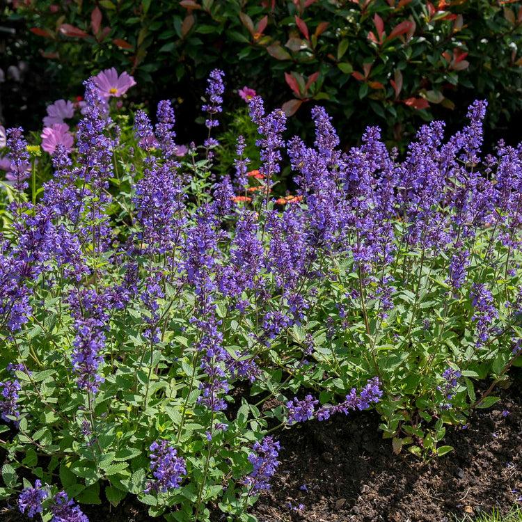 Nepeta X Faassenii 'whispurr Blue' - View 17 from www redcrocus com
