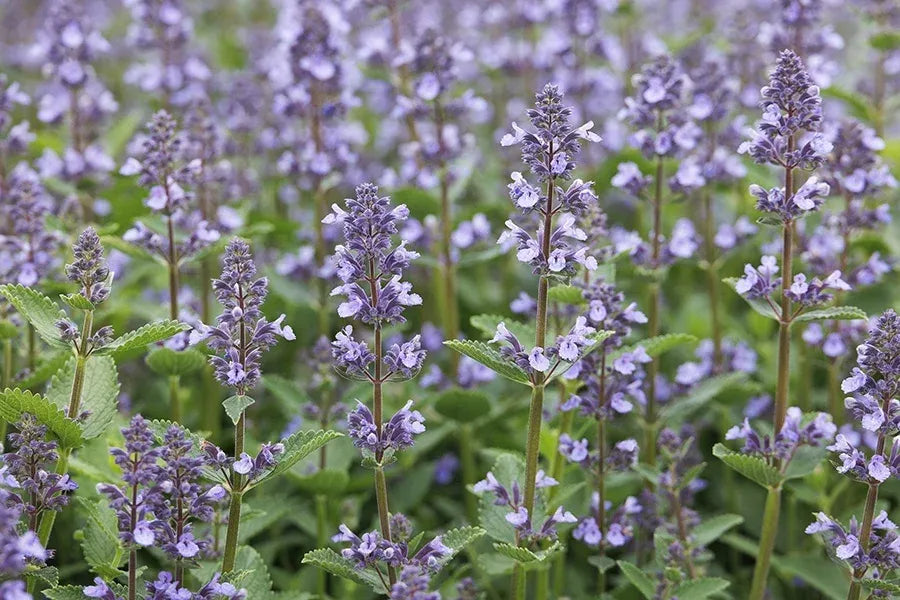 Nepeta X Faassenii 'whispurr Blue' - View 18 from www redcrocus com