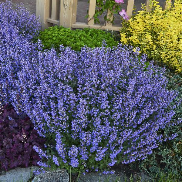 Nepeta X Faassenii 'whispurr Blue' - View 19 from www redcrocus com