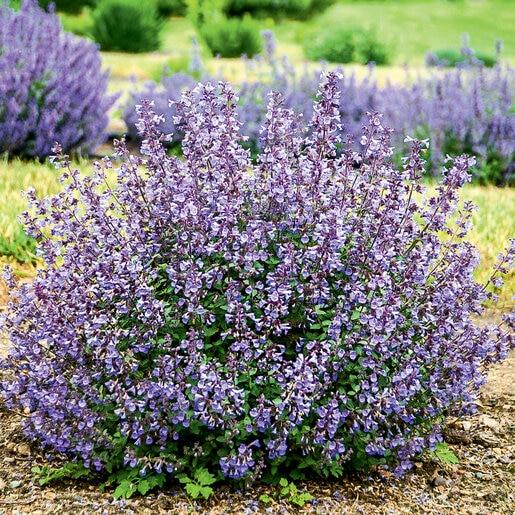 Nepeta X Faassenii 'whispurr Blue' - View 1 from www redcrocus com