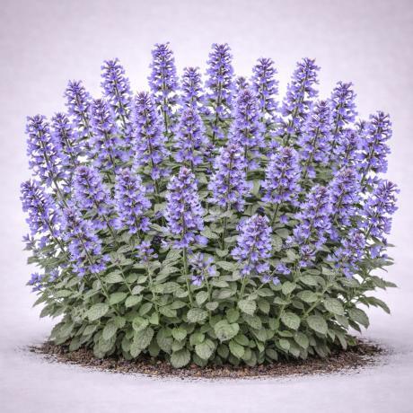 Nepeta X Faassenii 'whispurr Blue' - View 21 from www redcrocus com