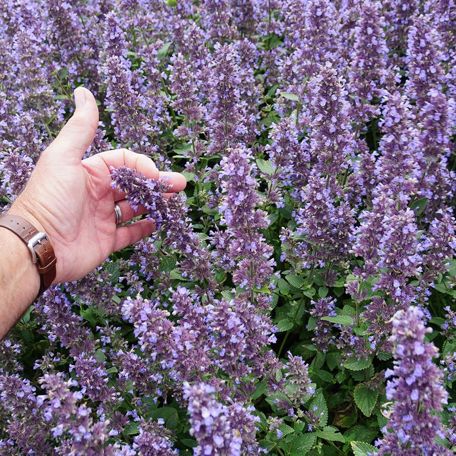 Nepeta X Faassenii 'whispurr Blue' - View 23 from www redcrocus com
