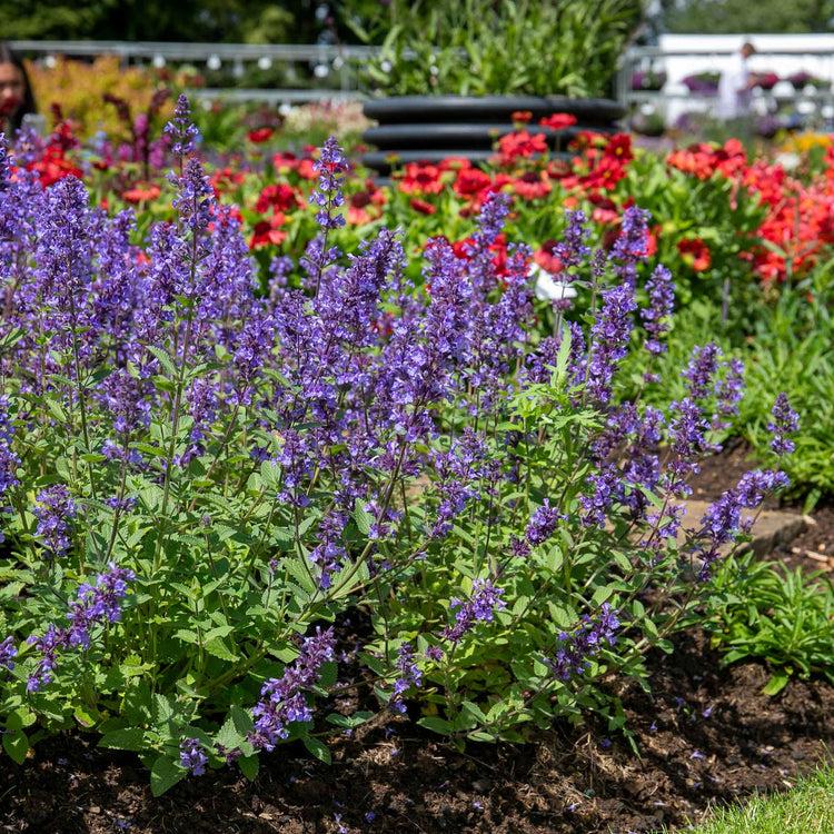 Nepeta X Faassenii 'whispurr Blue' - View 24 from www redcrocus com
