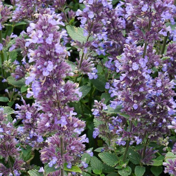 Nepeta X Faassenii 'whispurr Blue' - View 25 from www redcrocus com
