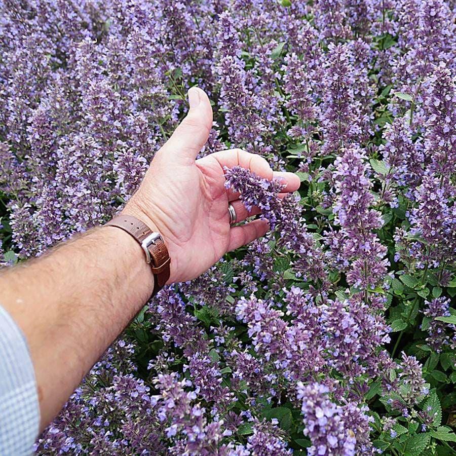 Nepeta X Faassenii 'whispurr Blue' - View 26 from www redcrocus com