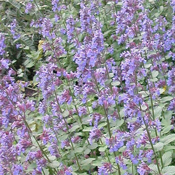 Nepeta X Faassenii 'whispurr Blue' - View 28 from www redcrocus com